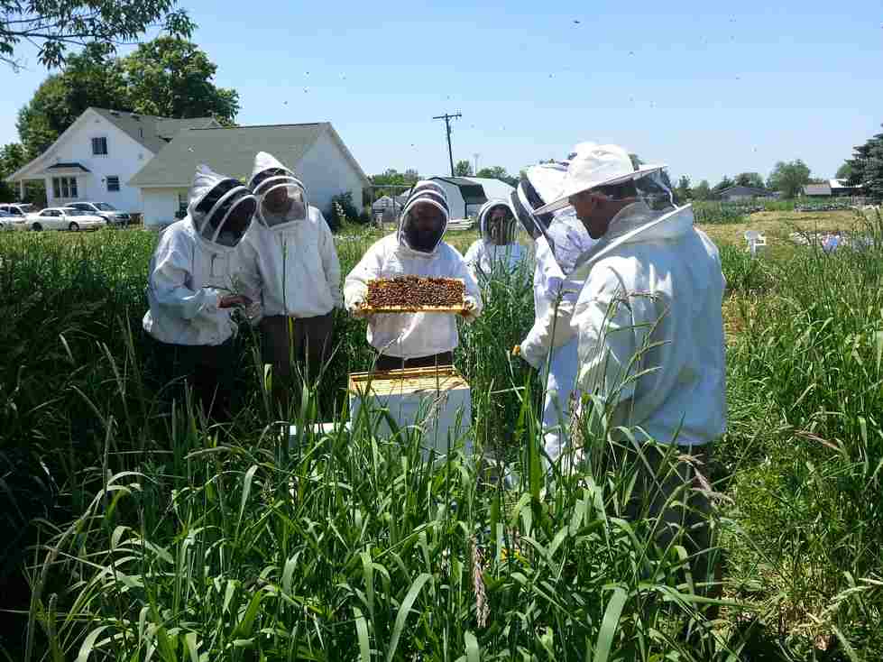 Honeybee Management